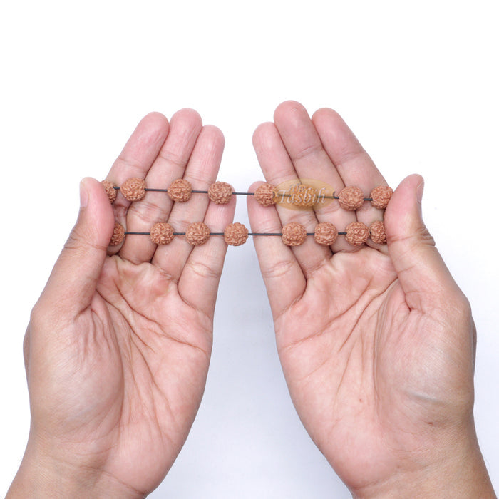Rudraksha Beaded Bracelet - 10 mm Jenitri Seed Healing Prayer Beads with 19 Beads On Elastic Cord
